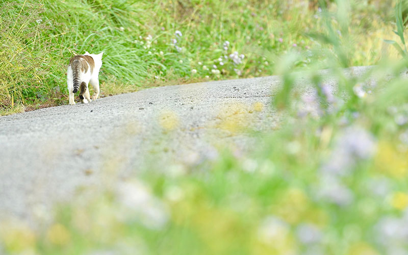 ねこ