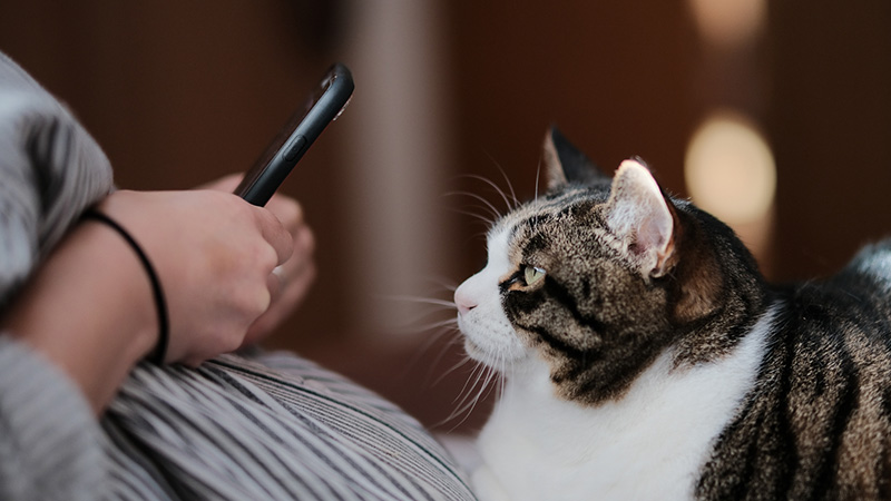 猫のスマホでの撮影