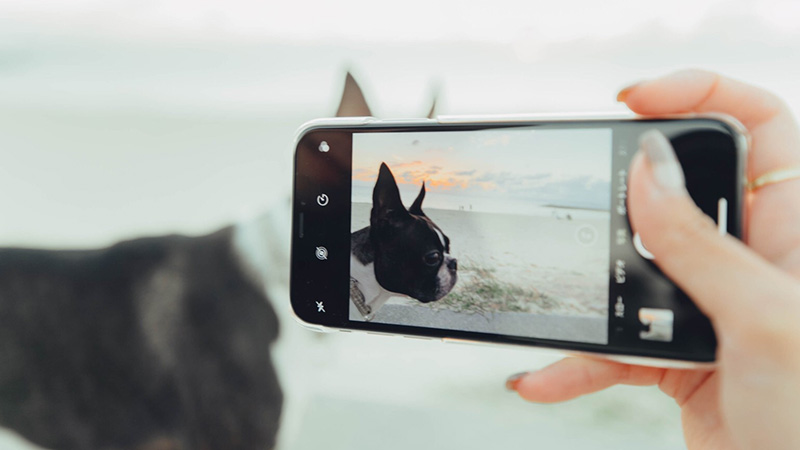 犬のスマホでの撮影