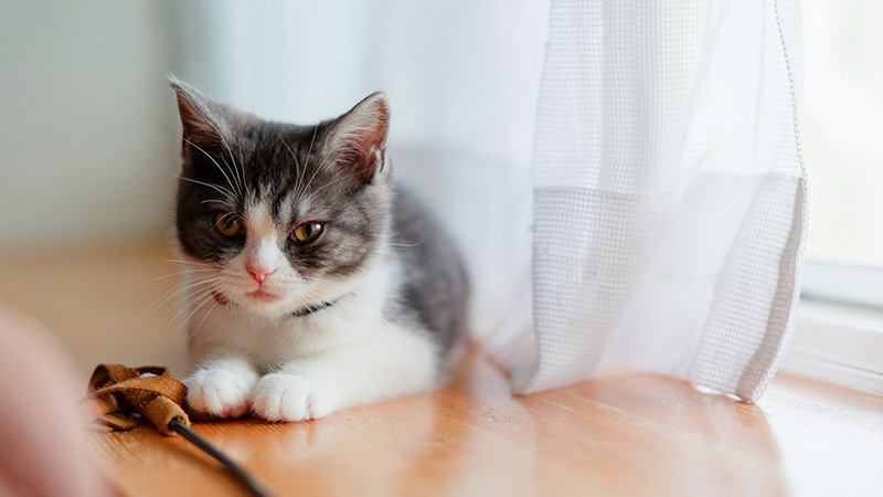窓際の子猫
