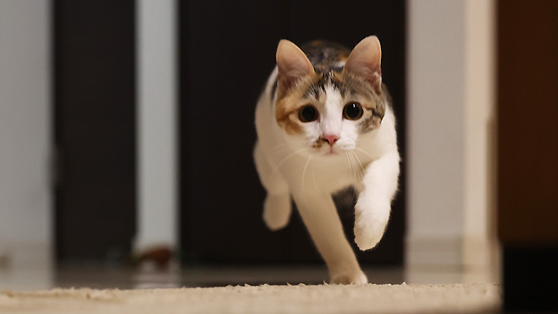 走る猫
