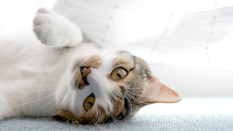寝転ぶ猫